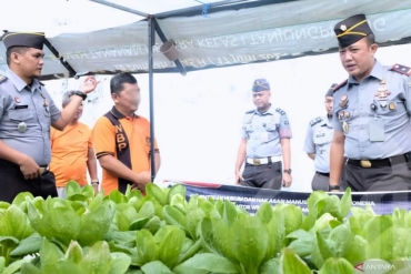Rutan Tanjungpinang panen sayur pakcoy