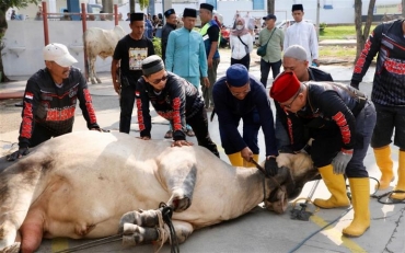 Pemko Batam Salurkan 66 Hewan Kurban, Distribusi hingga ke Wilayah Hinterland